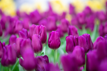 Obraz premium Beautiful view of purple tulips. Tulip flowers meadow.Tulip garden. Group of colorful tulip. Purple tulips in garden.