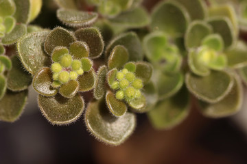Crassula