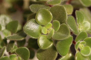 Crassula