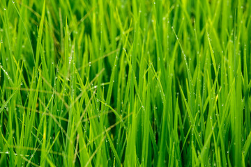 Fototapeta na wymiar Closeup of paddy field rice with drops water in the countryside,fresh natural in morning