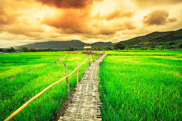 Landscape view of rice field with clouds and sky at sunset, walkway is made from bamboo wooden