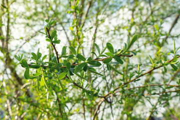 Picturesque blooming green buds with leaves on the brunch in spring close up