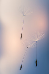 dandelion seeds waiting to be blown away by the wind