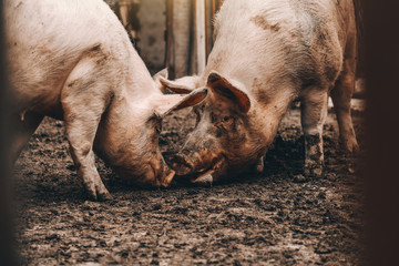 Two grown pigs ditching mud in cote. - obrazy, fototapety, plakaty