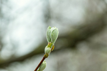 Picturesque blooming green buds with leaves on the brunch in spring close up