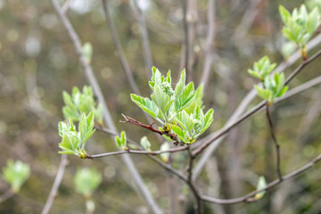 Picturesque blooming green buds with leaves on the brunch in spring close up