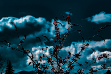 beautiful photo remake