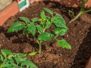 Young tomato 