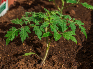 Young tomato 