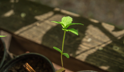 Young green Cannabis "Marijuana" plant seedlings in small plastic pot.