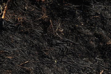 Fototapeta na wymiar Top view of burned grass on field.