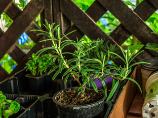 Young common rosemary "Rosmarinus officinalis" plant seedling in black pot.