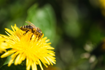 Honey bee covered with yellow pollen collecting nectar from dandelion flower.