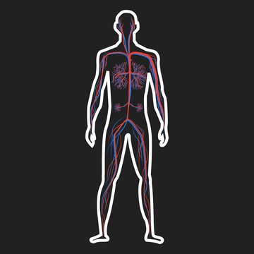 Abstract blood circulation system of human on dark background vector illustration