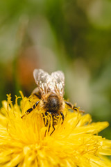Honey bee covered with yellow pollen collecting nectar from dandelion flower.