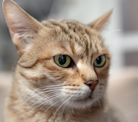 Obraz premium Portrait of the cat, Arabian Mau breed.