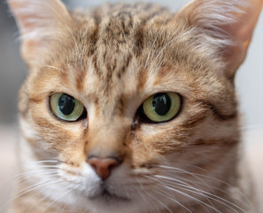 Portrait of the cat, Arabian Mau breed.