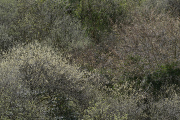 Tree top canopy of a woodland growing within an abandoned quarry in Luxulyan Cornwall