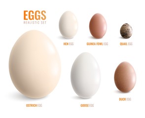 Colored Realistic Eggs Icon Set