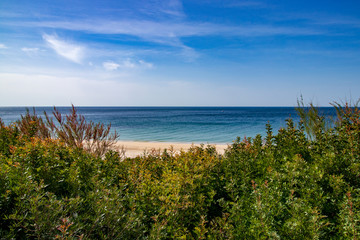 Cloudy blue sky with vegetation in the foreground