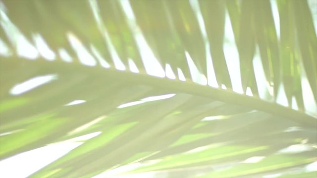 Sunshine through palm leaves with sun background with lens flare effects in slow motion.