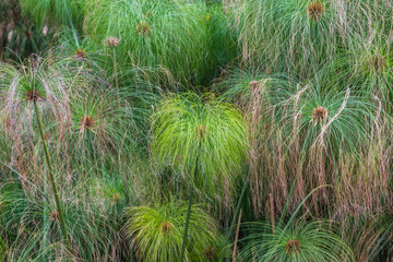 Papyrus plants in Fountain of Arethusa on the Ortygia isle - old town of Syracuse on Sicily, Italy