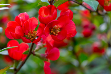 Obraz na płótnie Canvas Macro of bright red spring flowering Japanese quince or Chaenomeles japonica on the blurred garden background. Sunny day. Selective focus. Interesting nature concept for design