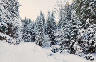 Fototapeta premium Wonderful wintry landscape. Winter mountain forest. frosty trees under sunlight. picturesque nature scenery. creative artistic image. Nature background. instagram filter. retro style