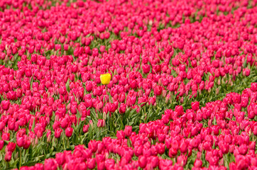 Yellow outsider tulip in a field of reddish purple tulips in a field near Noordwijkerhout, The Netherlands