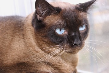 BEAUTIFUL SIAMESE CAT