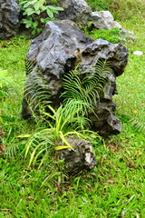 Rocher dans un jardin. Asie