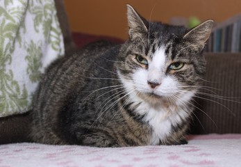 BROWN & WHITE TABBY CAT
