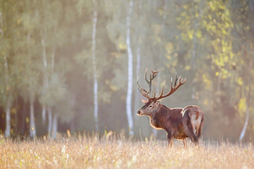 Stag red noble deer with large horns in grass field against autumn forest. Natural habitat. Wildlife landscape with red deer Cervus Elaphus. Autumn natural landscape.