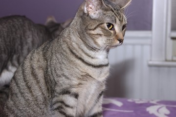 BROWN & WHITE TABBY CAT