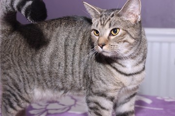 BROWN & WHITE TABBY CAT
