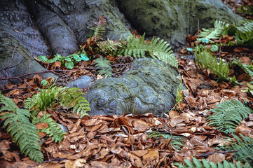 Roots of fagus sylvatica tree commonly known as European beech or common beech