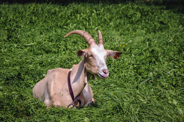 Goat on a meadow in Olsztynek town of Olsztyn County in Warmia-Mazury Province, Poland