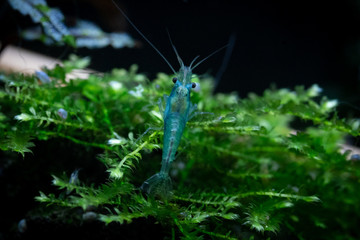 Macro shot of Blue jelly freshwater pet shrimp grazing on aquatic moss in freshwater aquarium