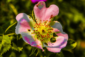 Fototapeta premium beautiful photo remake