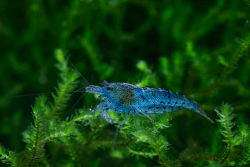 Freshwater pet shrimp (Aura Blue) standing on green aquatic moss in freshwater aquarium