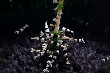 Group of black crystal shrimps swarming around algae covered bamboo stick in freshwater aquarium with red moss caloglossa seen on the bottom of the picture