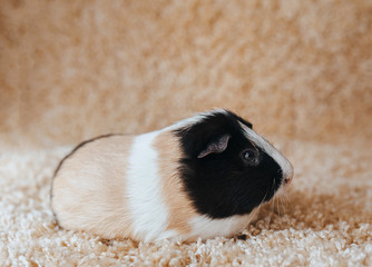 Guinea pig sitting on the carpet and bored. Portrait of a cute pet on a woolen background. Copy...