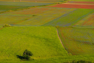 Naklejka premium Plans Castelluccio in Italy