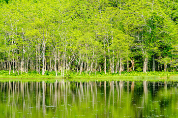 爽やかな知床五湖