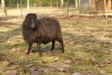 Female black ouessant sheep in the meadow