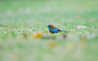 Wild bird near Lake Babogaya in February 2019, Ethiopia