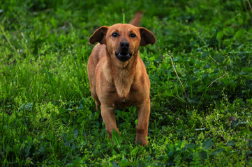 Beautiful dog walking on green grass.Yellow dog.Domestic animal