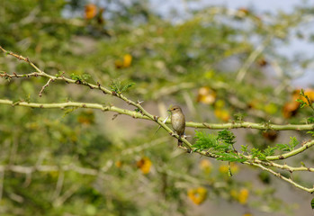 Wild bird near Lake Babogaya in February 2019, Ethiopia