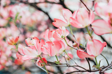 Close-up on the flowering of cornus florida in spring