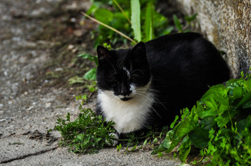 Beautiful black white cat sits on concrete.Domestic animal